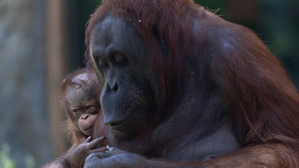 Surya, a female Bornean orangutan (Pongo pygmaeus), cradles her newborn on April 15, 2026 at the Madrid Zoo Aquarium, in Madrid.