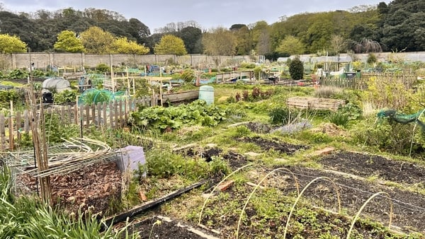 Raheny allotments, Dublin