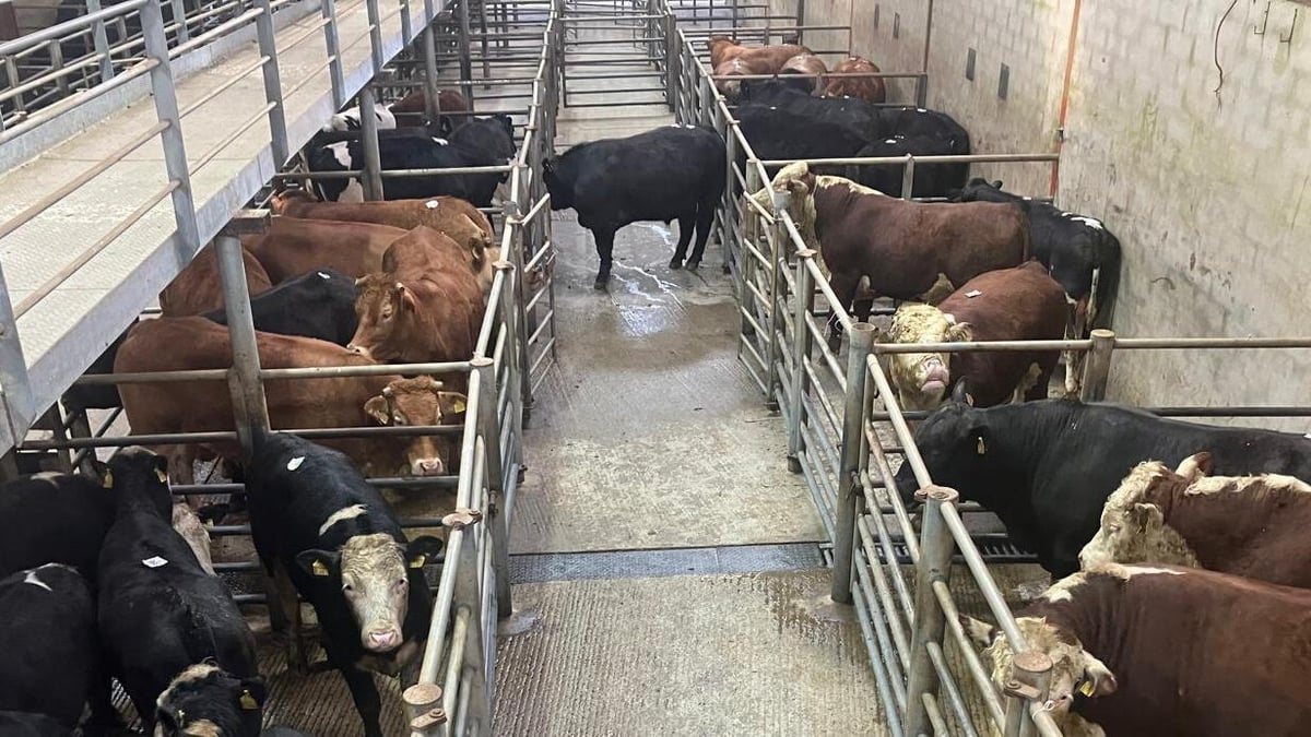 Kerry reacts to Michael Healy-Rae's resignation