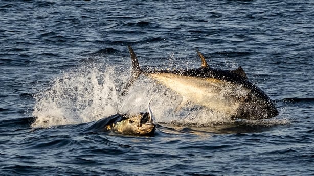 Atlantic bluefin tuna jumping out of the water