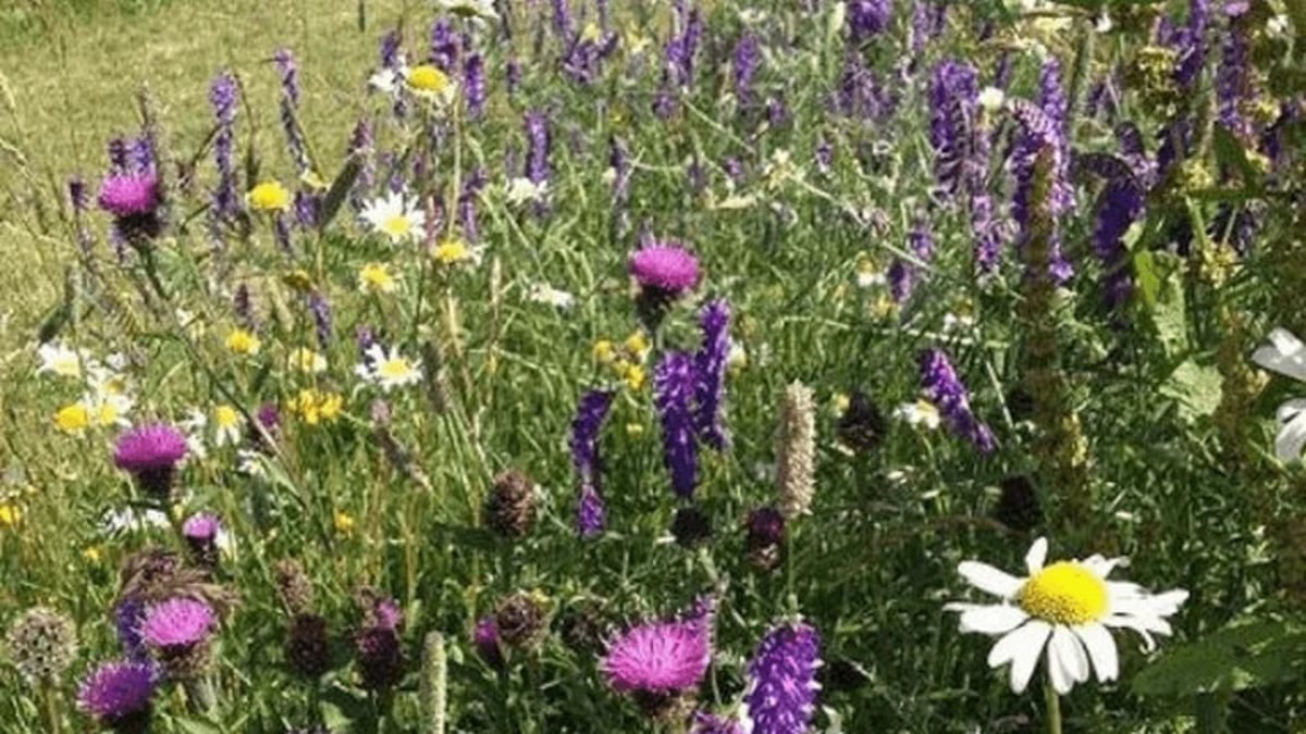 Naturefile 'New Series' - Woodland Wildflowers