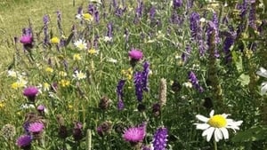 Naturefile 'New Series' - Woodland Wildflowers show image