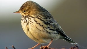 Naturefile - Meadow Pipit show image