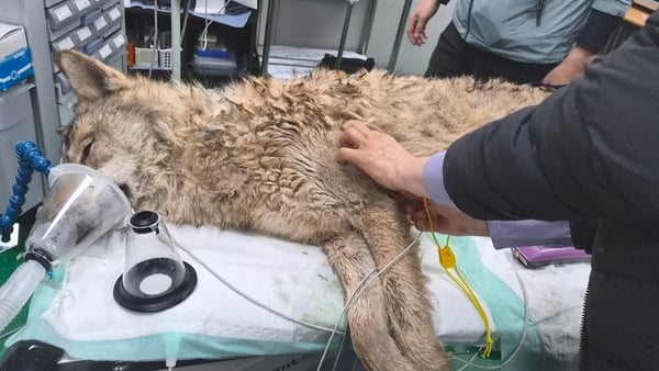 A brown wolf unconscious lying on a vet's table while being examined