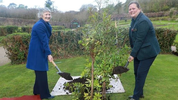 Catherine Connolly planting a heritage strawberry plant