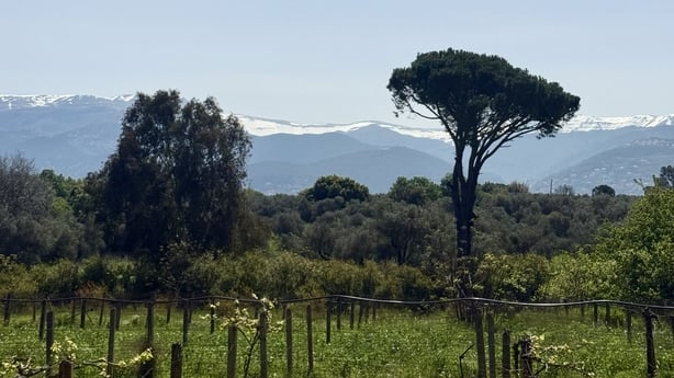 Koura in northern Lebanon, with greenery and snow-capped mountains in the background visible