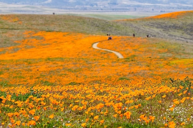 A mountain covered in orange flowers