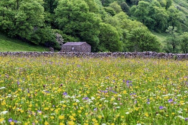 A field full of yellow and purple flowers