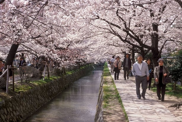 A cherry blossom tree-lined canal in Japan