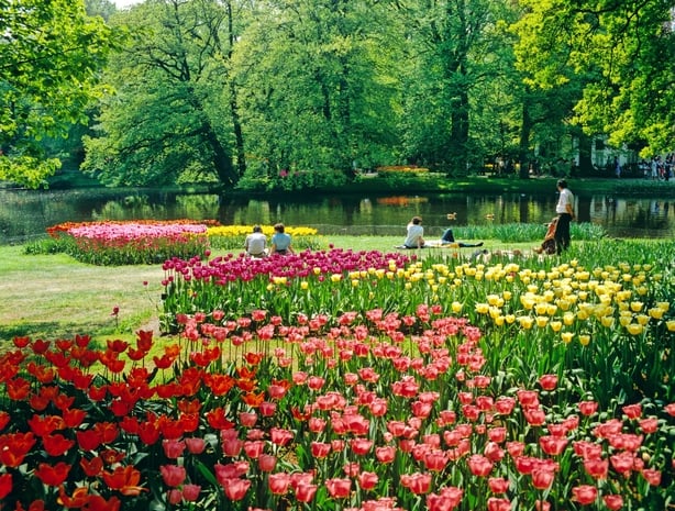 Multicoloured flowers in a park