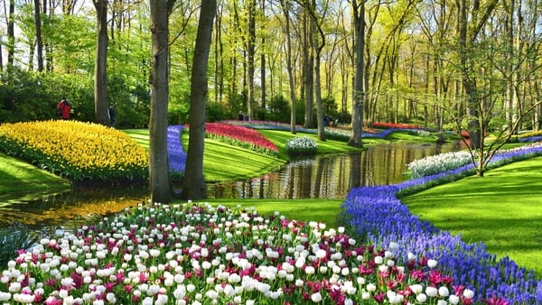 Keukenhof gardens blooming spring flowers by the pond. Colorful tulips and blue Muscari flowers. Beautiful ornamental garden landscape at Lisse, Netherlands.