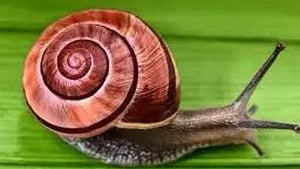 Naturefile - Snails show image