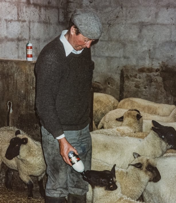a middle-aged John McGahern in work clothes, in a sheep pen in a farm shed bottle feeding a lamb (pic copyright of University of Galway archive) 