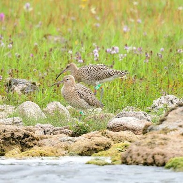 Two curlews in a flowery meadow