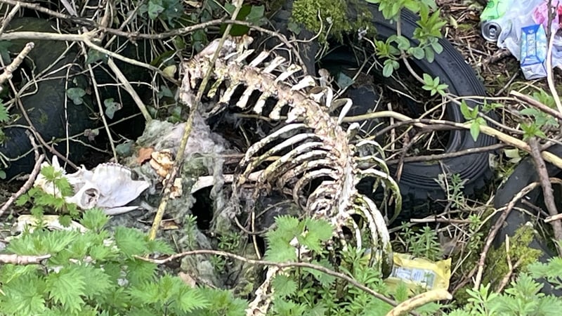 an animal skeleton amongst rubbish