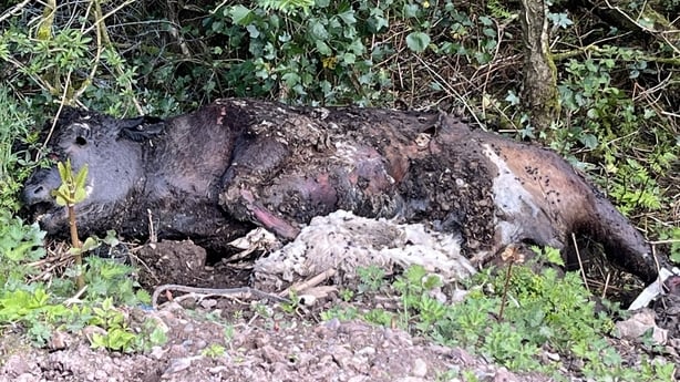 Animal carcasses at an illegal dumping ground a few miles outside of Clogher, Co Tyrone