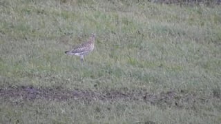Curlew conservation scheme makes breakthrough