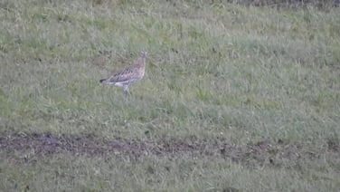 Curlew conservation scheme makes breakthrough