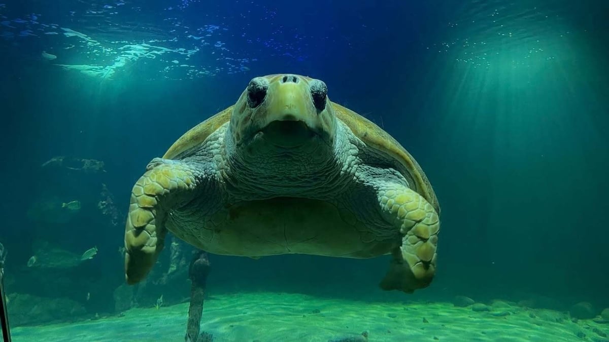 A sea turtle that washed up on a Co Kerry beach with severe injuries in 2004 is due to be released into the Atlantic ocean