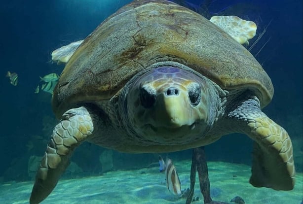 Molly the turtle in water