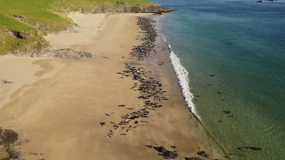 Great Blasket Island Caretakers
