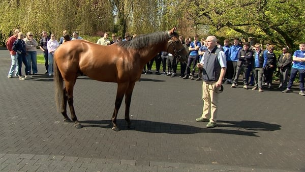 Coolmore careers fair - pic - Petula Martin - RTE