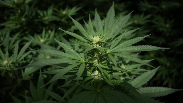 Marijuana plants - GETTY