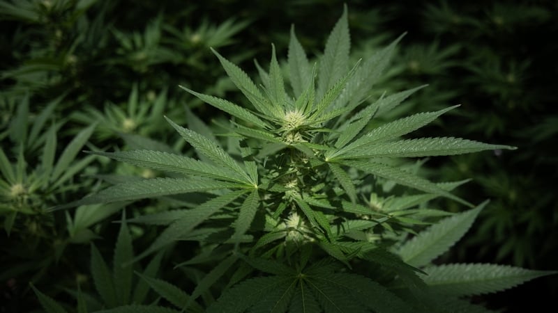 Marijuana plants - GETTY