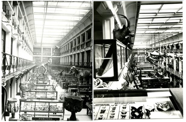 Upper gallery of Dublin's Natural History Museum c. 1884 (left), as it would have appeared when Casement presented his African specimens and c. 1906 (right) following a re-arrangement, as it would have appeared when Casement presented his South American butterflies. Photos: Archives, National Museum