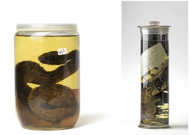 Casement's venomous vipers, pickled in alcohol at the Natural History Museum (L: rhinoceros viper, right: puff adder). Photo: National Museum of Ireland