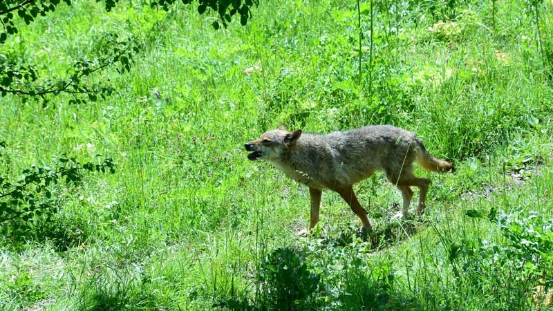 In the Visitor Center of the Abruzzo National Park of Civitella Alfedena you can see specimens of wolves rescued inside the park and not available for release, Italy. (Photo by: Paolo Picciotto/REDA/Universal Images Group via Getty Images)