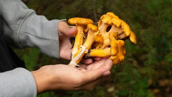 Foraging in Waterford