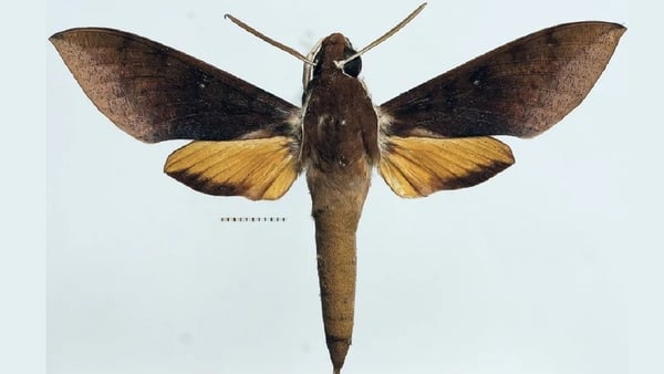 Gnathothlibus casementi – a species of Hawkmoth named in honour of Roger Casement. Photo: Eitschberger & O’Hanlon, 2023
