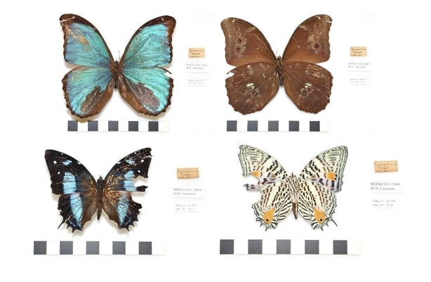 Butterflies collected by Roger Casement in the forest between the Igara-Paraná and Japura Rivers of the Amazon rainforest in October 1910. Photos: A. O'Hanlon, National Museum of Ireland