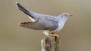 Tomás Ó Loinsigh show image