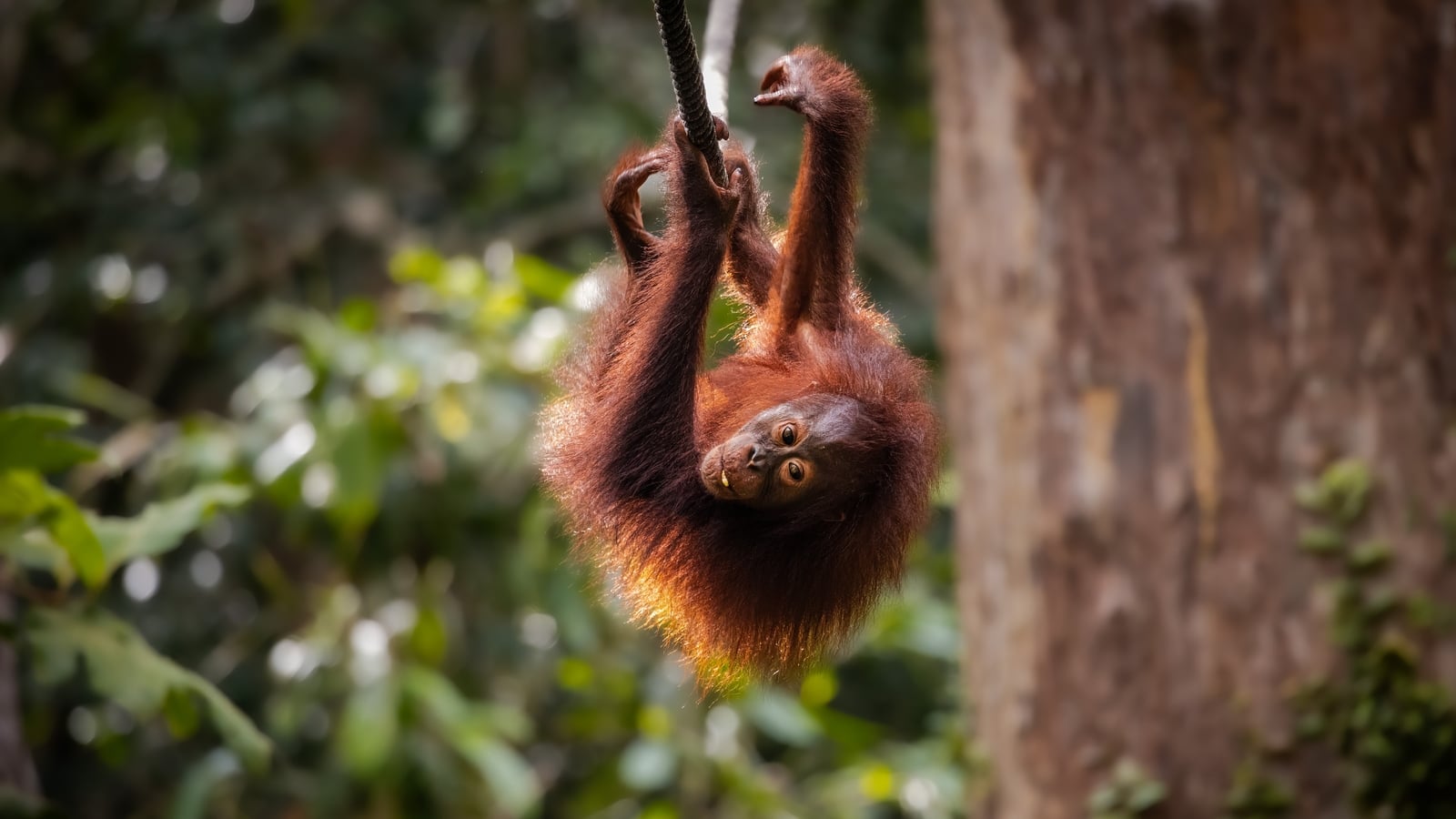 Orangutan uses canopy bridge in 'world first' - NGO