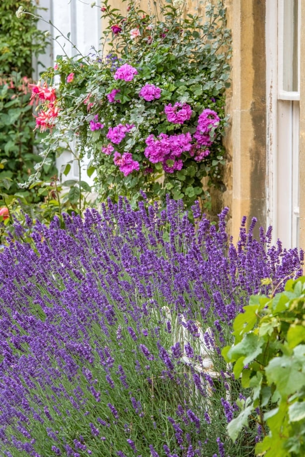 Lavender bushes in a garden