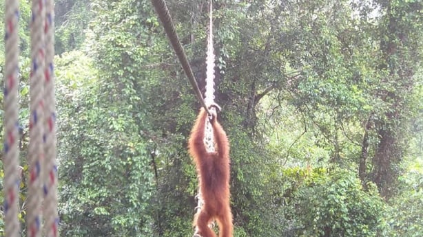 An orangutan crossing a canopy bridge in northern Sumatra