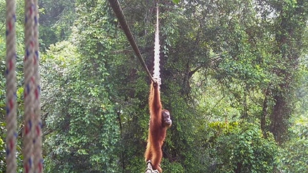 An orangutan crossing a canopy bridge in northern Sumatra