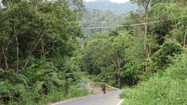 Canopy bridge crossing a road in northern Sumatra