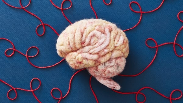 A human brain model made by needle felting