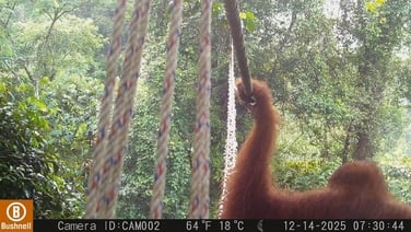 Orangutan uses Indonesia canopy bridge in 'world first' - NGO
