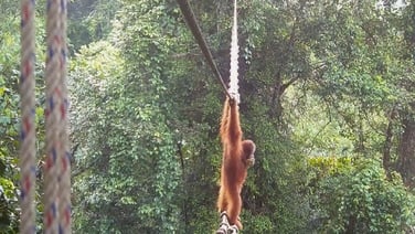 Orangutan uses Indonesia canopy bridge in ‘world first’ - NGO
