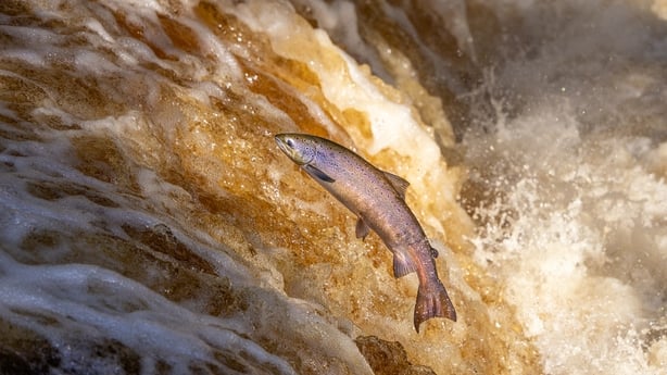 Atlantic Salmon (Paul Abrahams / Getty)