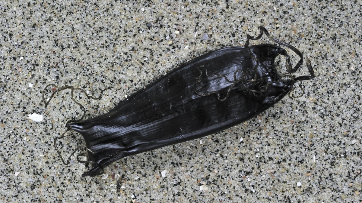 Mermaid's Purse Discovered By Schoolboy In Co. Kerry