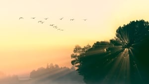 The Dawn Chorus 2026 show image