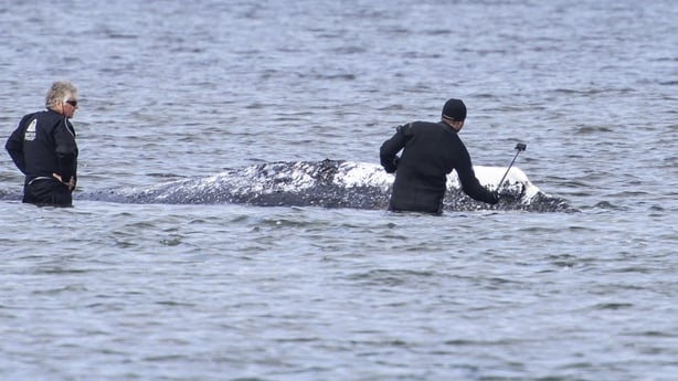 Two men, one of them with a selfie stick, are seen standing in the shallow water close to stranded humpback whale