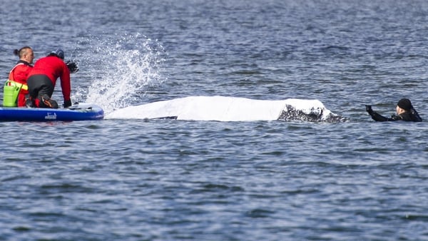 Helpers pour water on a stranded humpback whale covered with blankets to protect the animal's skin