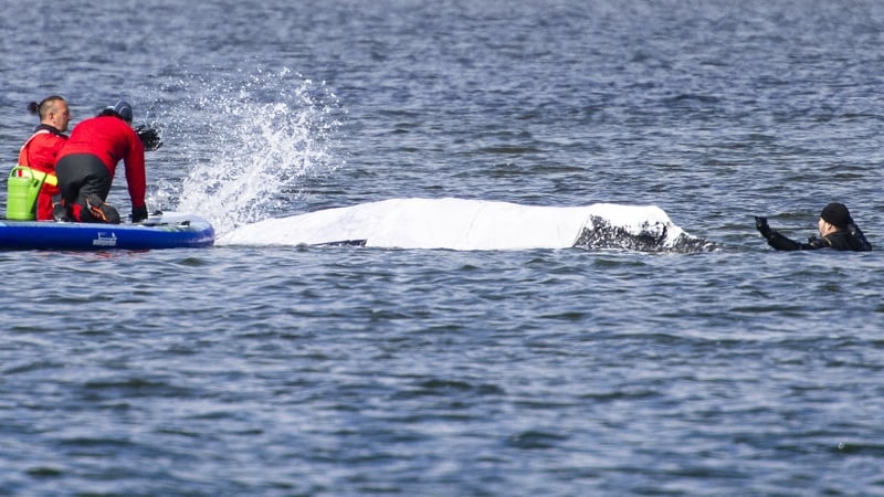 Helpers pour water on a stranded humpback whale covered with blankets to protect the animal's skin