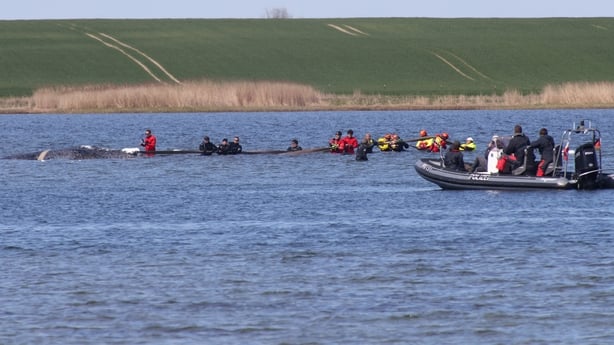 Swans swim past people standing close to a stranded humpback whale
